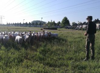 SKIEP_KUIERJE_YN_SEPTIMBER_FAN_SUDEAST_FRYSLAN_NEI_LJOUWERT_15-05-2018